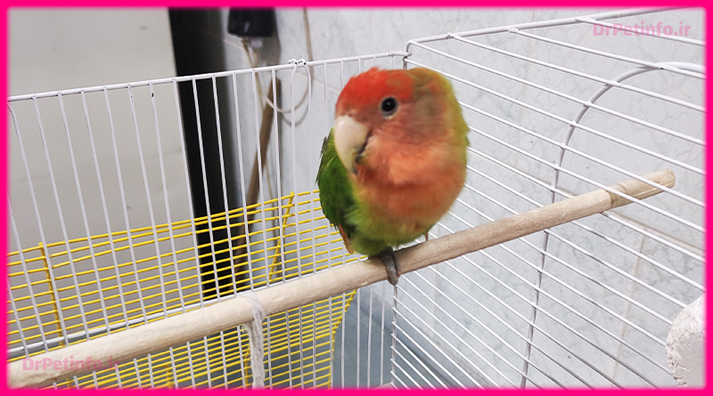 بیماری قارچی پرنده