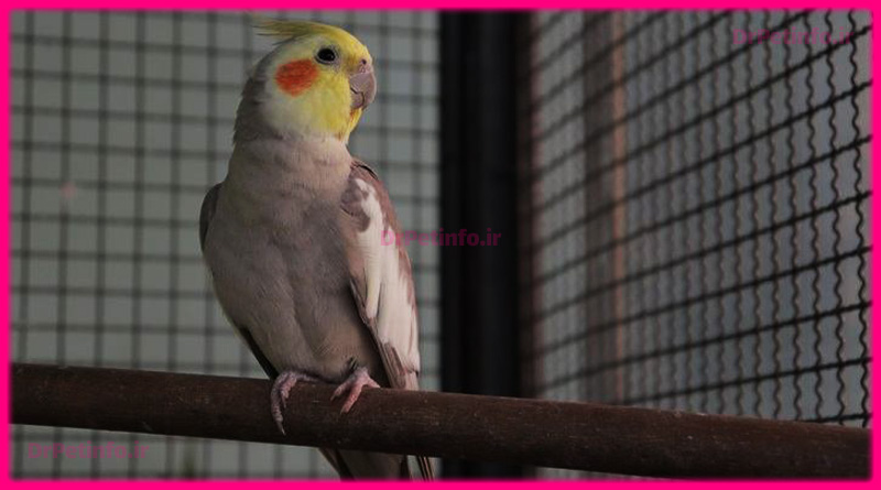 آسیب منقار عروس هلندی