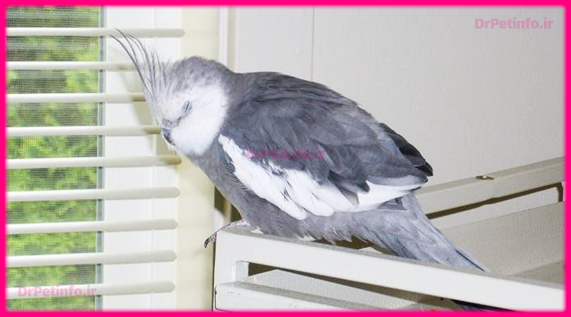 مسمومیت عروس هلندی