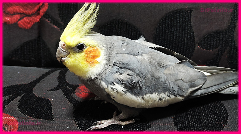 آسیب منقار عروس هلندی