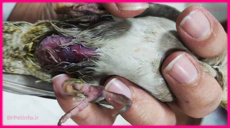 آب آوردن شکم پرنده