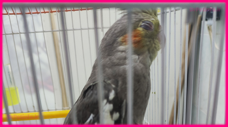 آنفولانزای پرندگان