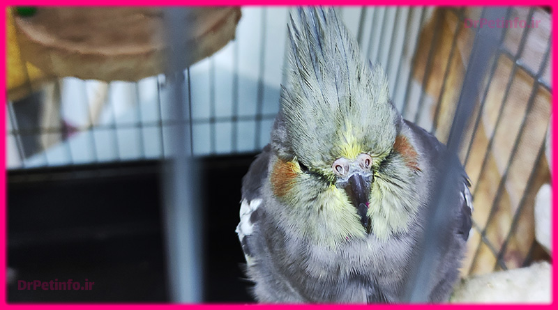 درمان عروس هلندی بیمار