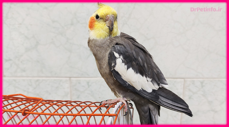 نفس نفس زدن پرنده