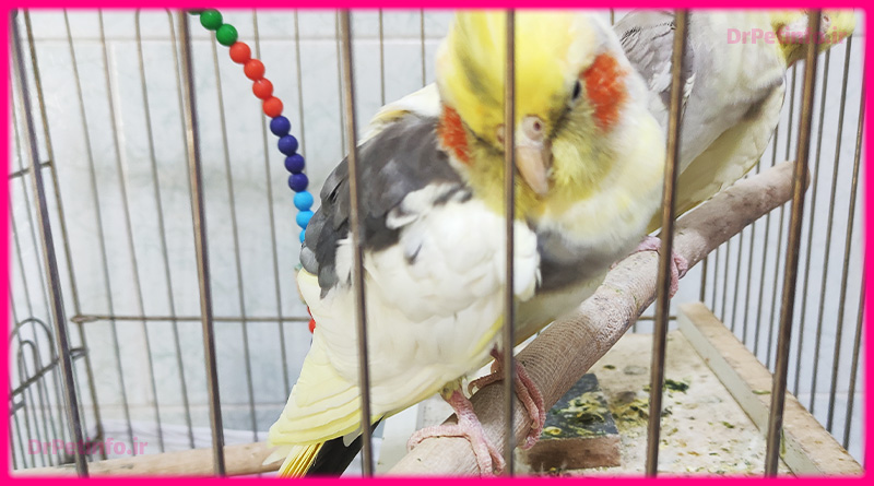 بی اشتهایی پرنده