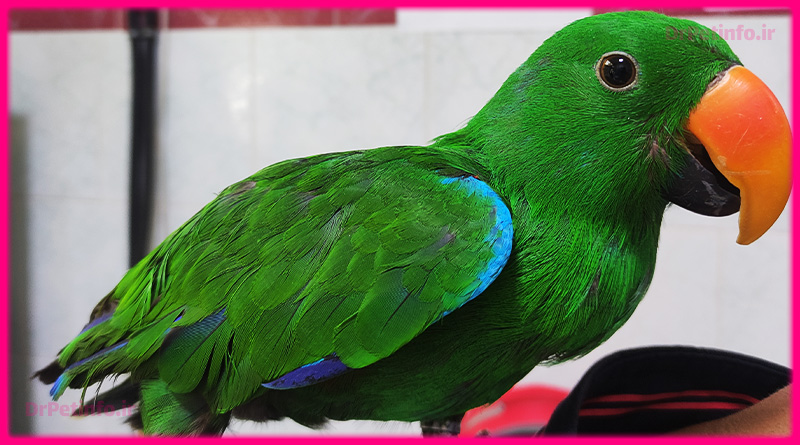 تغییر رنگ پوست پرنده