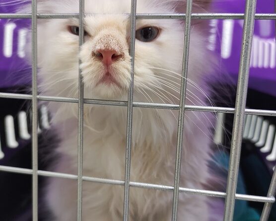 واکسن گربه و سگ در میاندوآب